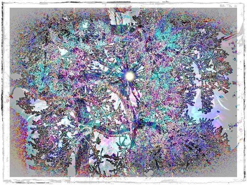 Blütenbaum Jan 2013 016 a 2 b 2 Grafik a